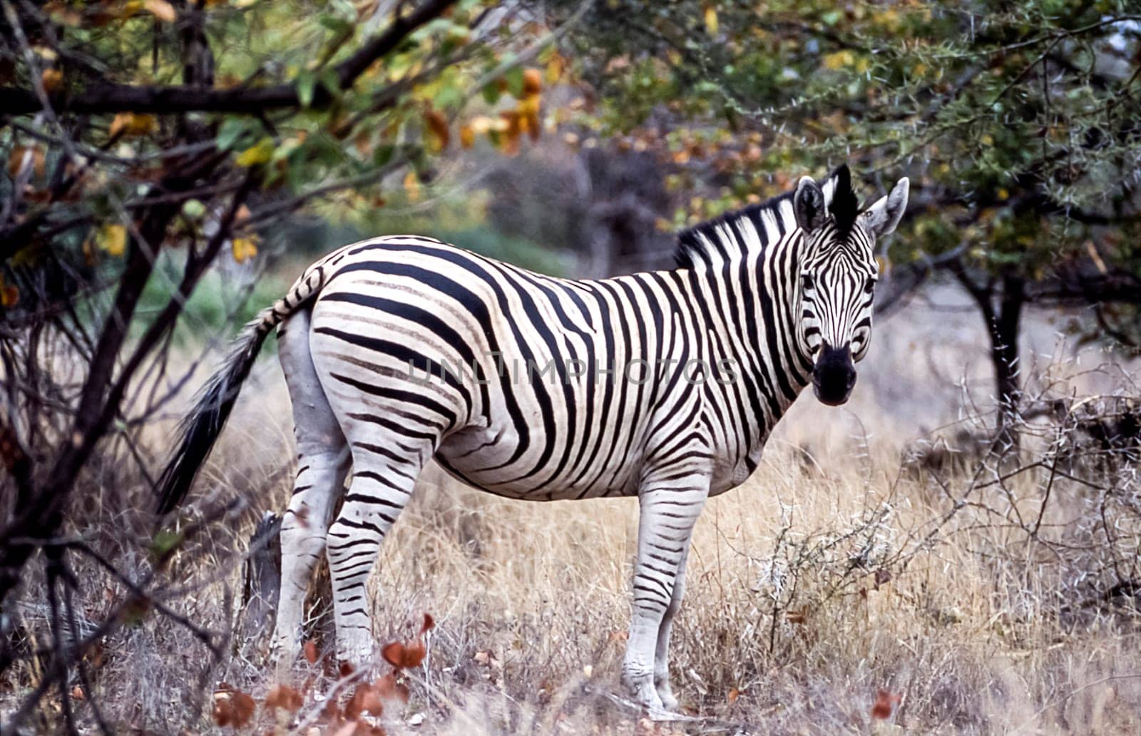 Plains Zebra, (Equus burchellii), Kruger National Park, Mpumalanga, South Africa, Africa