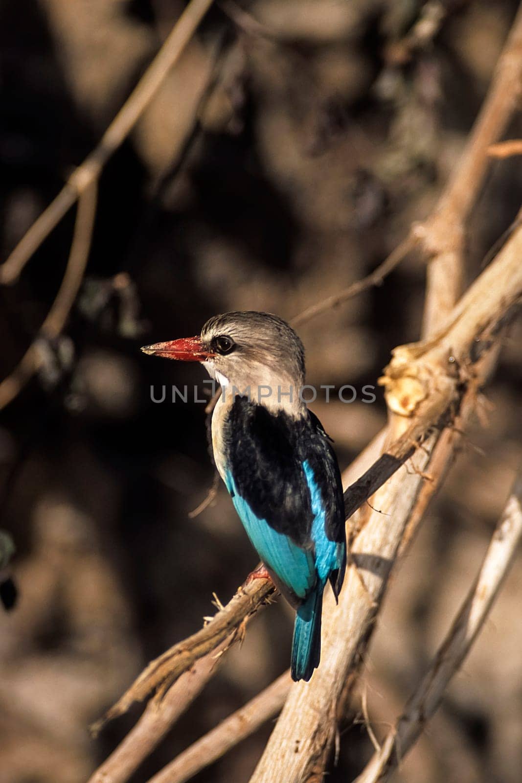 Brownhooded Kingfisher (Halcyon albiventris), Selous Game Reserve, Morogoro, Tanzania, Africa