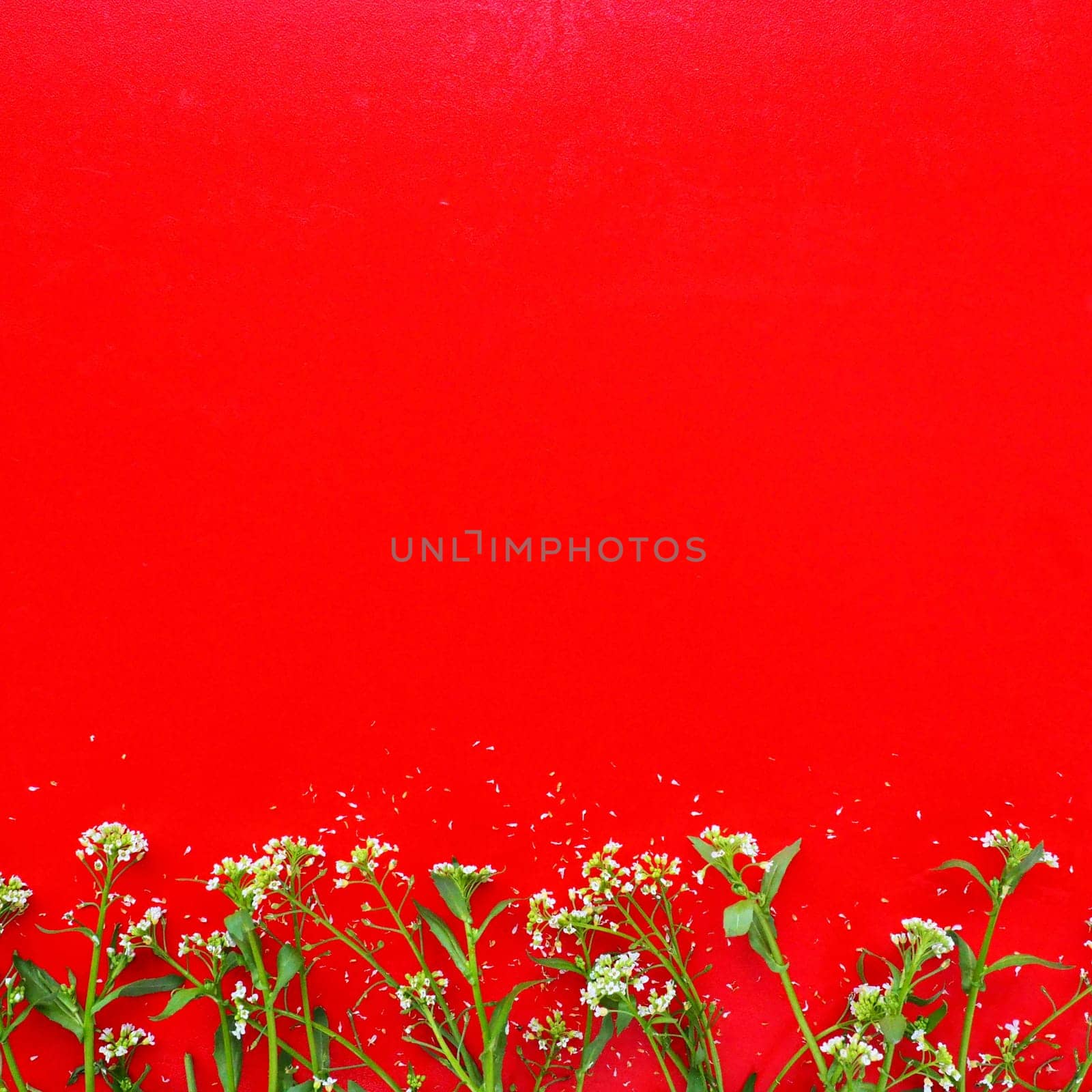 Flowers of shepherds purse on a red background. Copy space for text. Card for the holiday. Red backdrop. White shepherds purse Capsella bursa-pastoris, plant of the mustard family Brassicaceae.