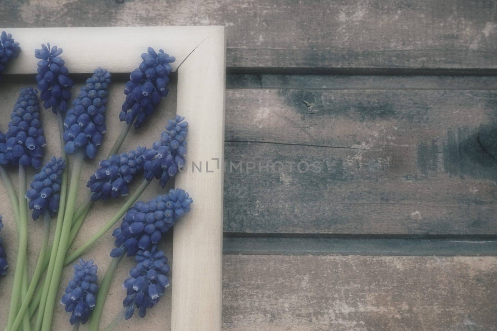 Blue spring flowers on a wooden photo frame. Muscari armeniacum on a wooden background. Bright postcard, congratulations. Copy space still life flat lay. Retro vintage style. Armenian grape hyacinth