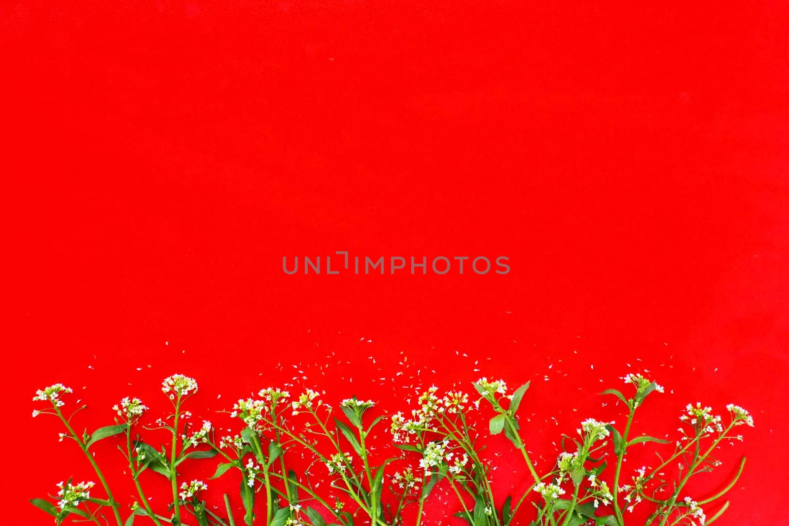 Flowers of shepherds purse on a red background. Copy space for text. Card for the holiday. Red backdrop. White shepherds purse Capsella bursa-pastoris, plant of the mustard family Brassicaceae.