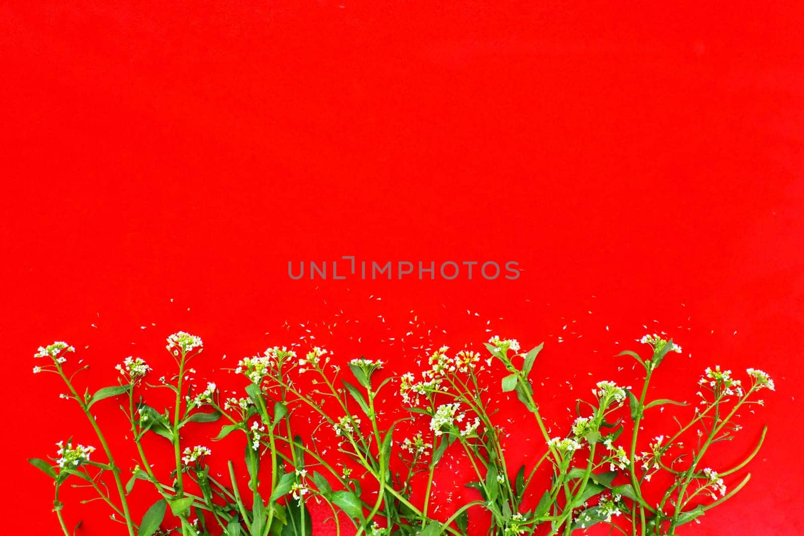Flowers of shepherds purse on a red background. Copy space for text. Card for the holiday. Red backdrop. White shepherds purse Capsella bursa-pastoris, plant of the mustard family Brassicaceae.