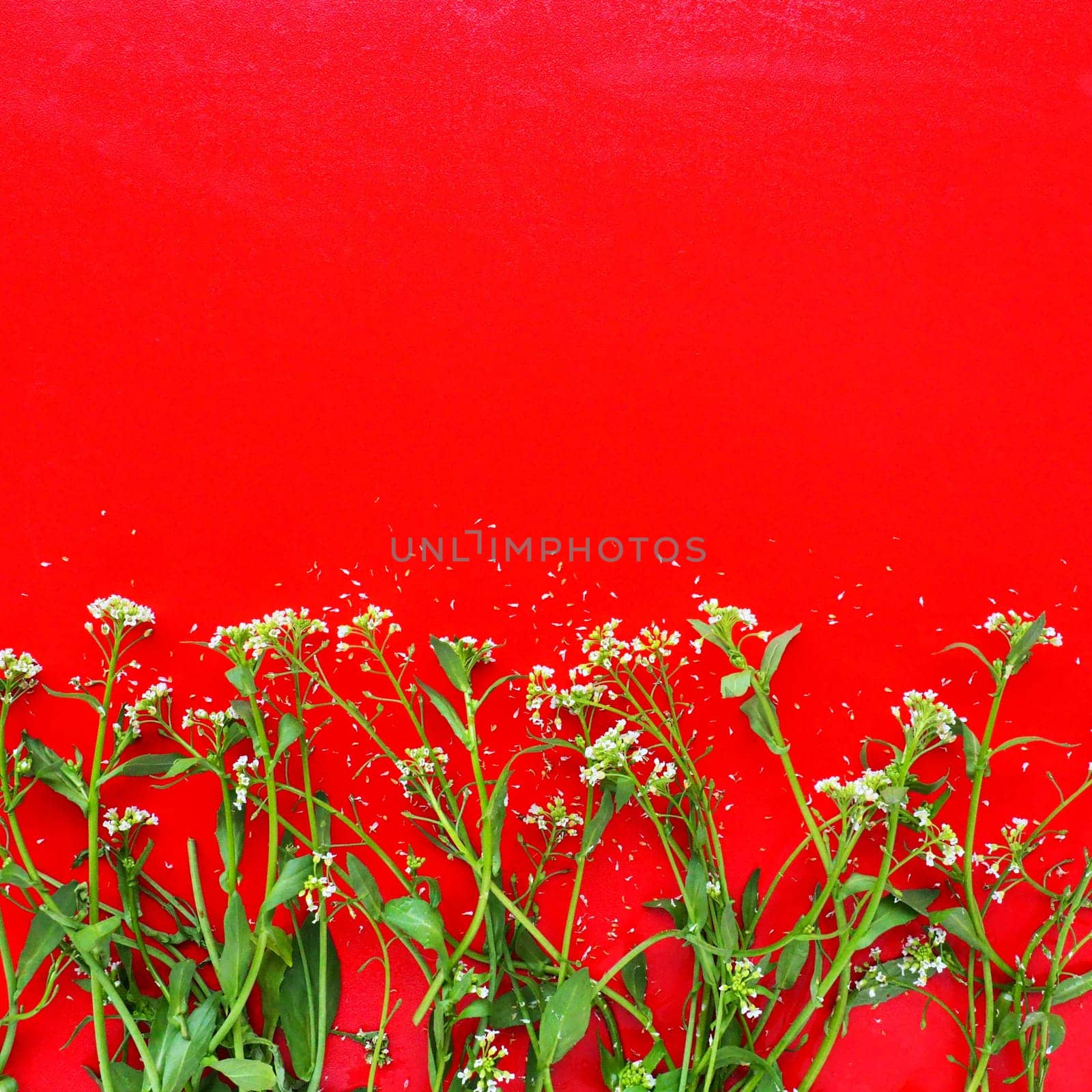 Flowers of shepherds purse on a red background. Copy space for text. Card for the holiday. Red backdrop. White shepherds purse Capsella bursa-pastoris, plant of the mustard family Brassicaceae.