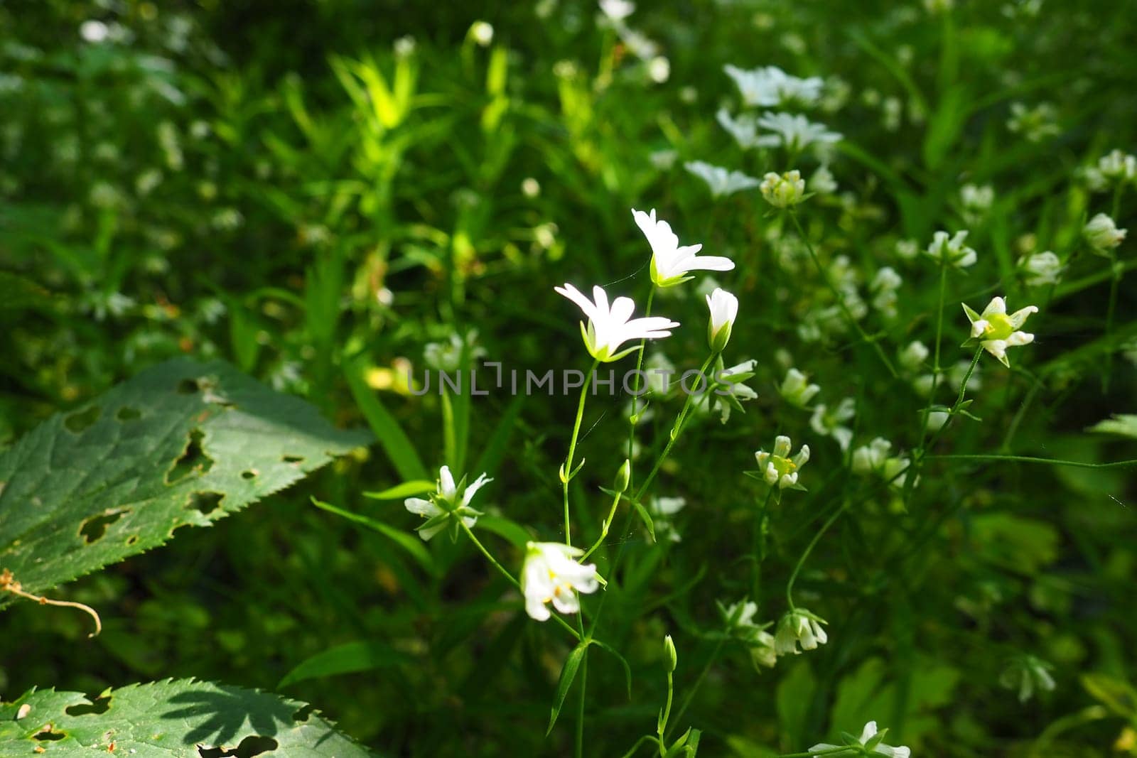 Starflower Stellaria is a genus of flowering plants in the Carnation family. Wood louse plant. White flowers in the forest. Fruska Gora, Serbia. beautiful wild