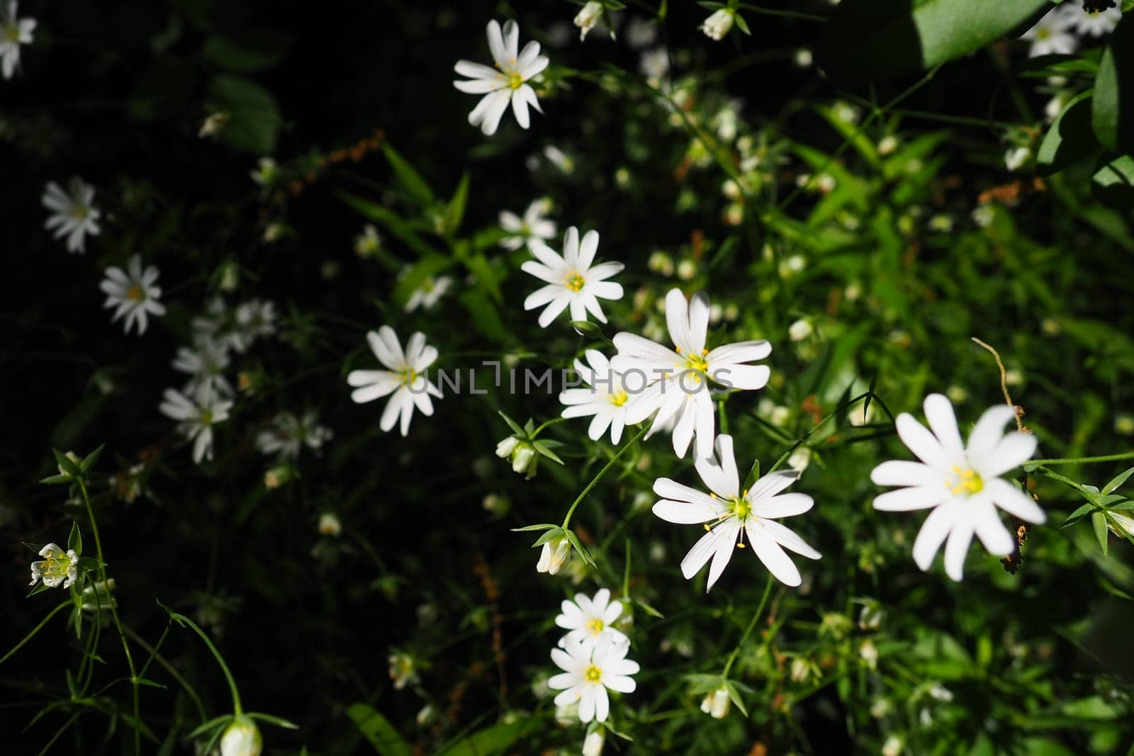 Starflower Stellaria is a genus of flowering plants in the Carnation family. Wood louse plant. White flowers in the forest. Fruska Gora, Serbia. beautiful wild