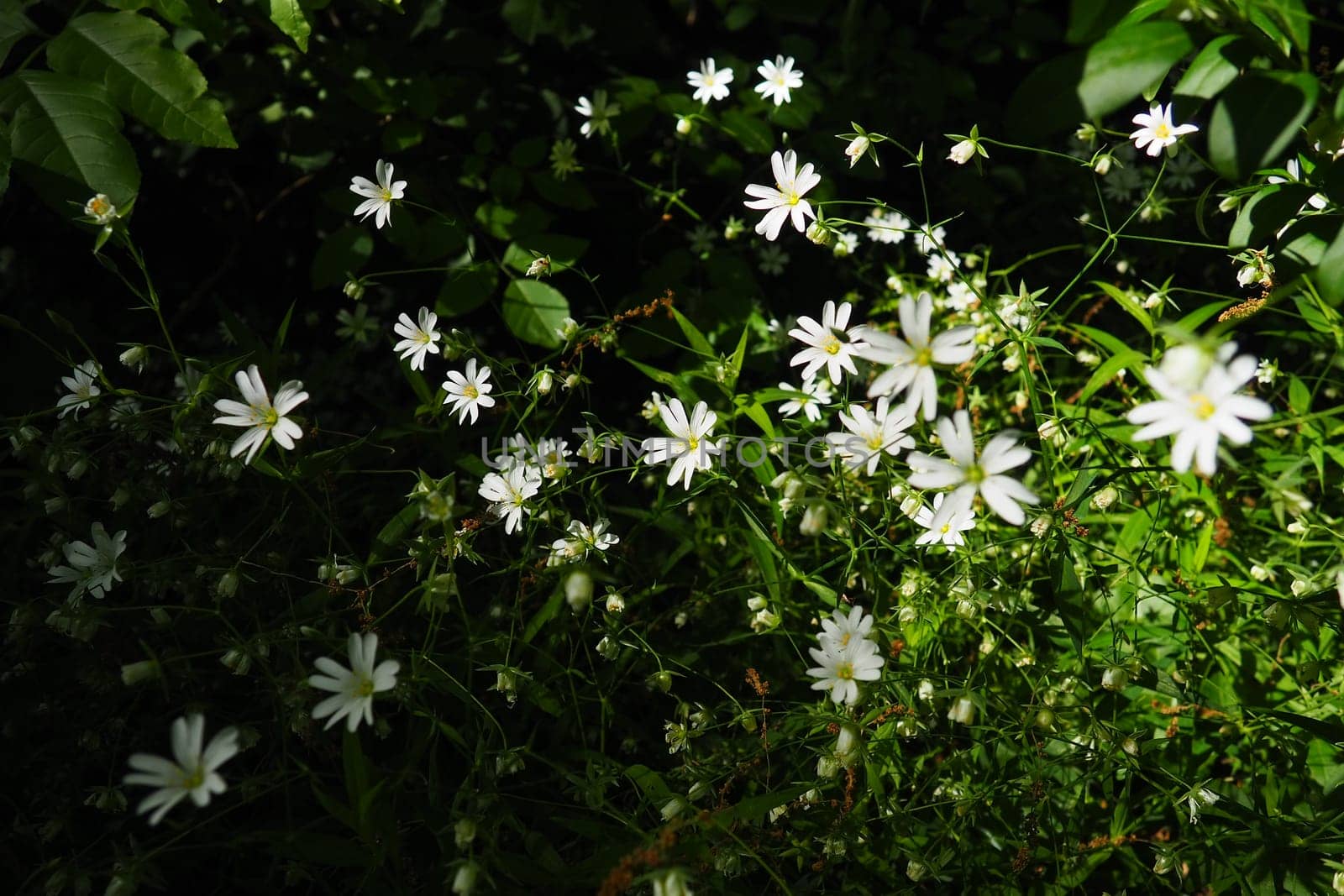 Starflower Stellaria is a genus of flowering plants in the Carnation family. Wood louse plant. White flowers in the forest. Fruska Gora, Serbia. beautiful wild