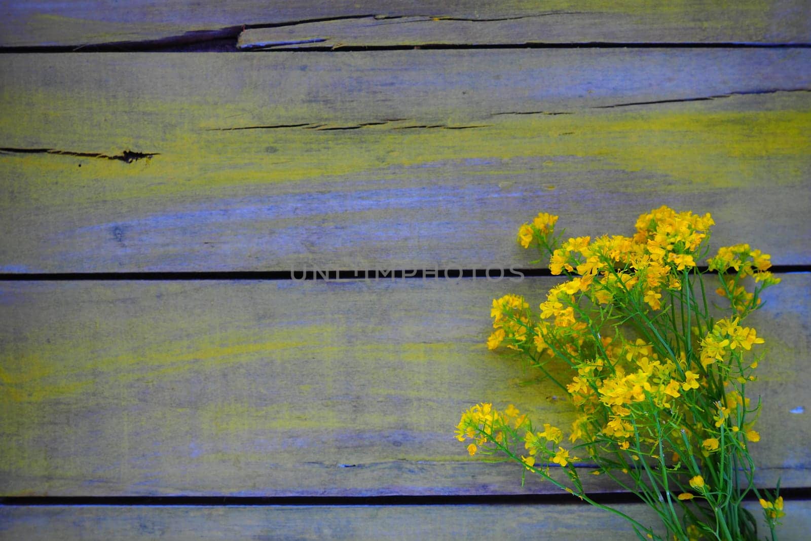 Yellow rapeseed flowers collected in a bunch or bouquet on wooden background. Wildflowers are arranged neatly on the table. Copy space and still life. Free space for text. Brassica napus Cabbageaceae