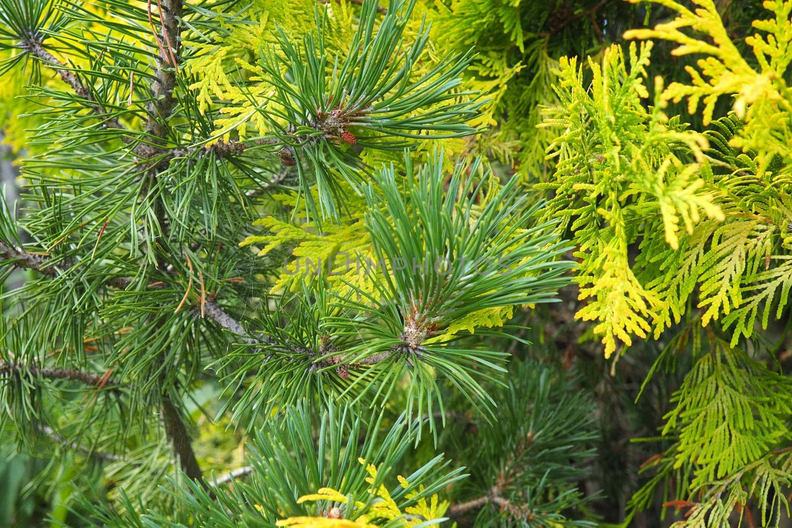 Shaping the crown of thuja. Garden and park. Floriculture and horticulture. Landscaping of urban and rural areas. Yellow-green leaves and needles of coniferous plant.