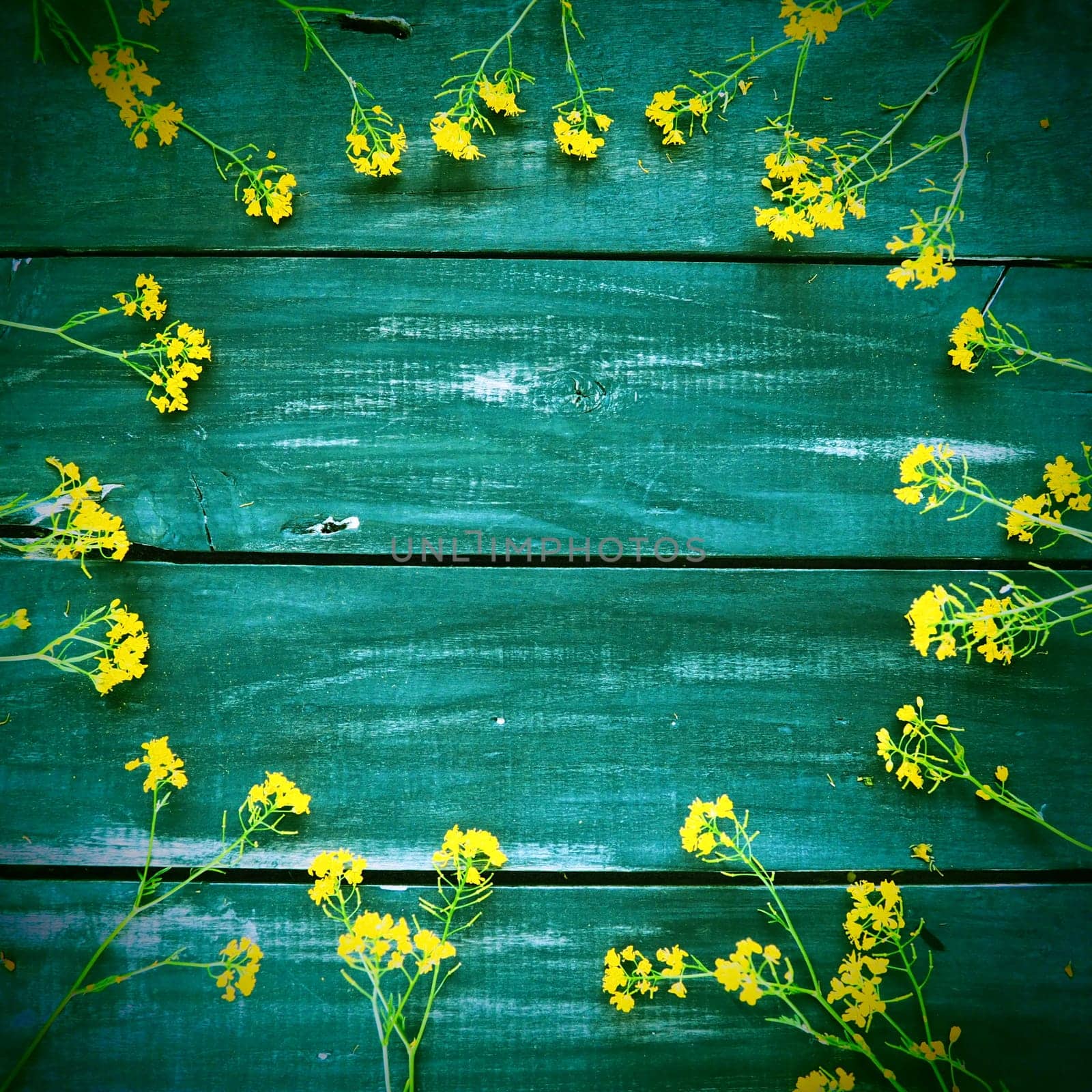 Yellow rapeseed flowers laid out in a circle on wooden background. Wildflowers are arranged neatly on the table. Copy space still life. Free space for text. Brassica napus Cabbageaceae. Wooden tray.