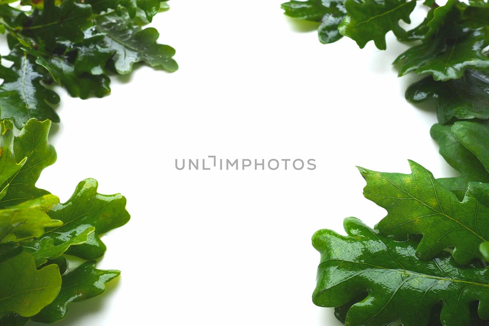 Frame made of wet oak leaves and branches. White background in the middle, free space for text. Save copies. Theme of ecology, spring, green economy