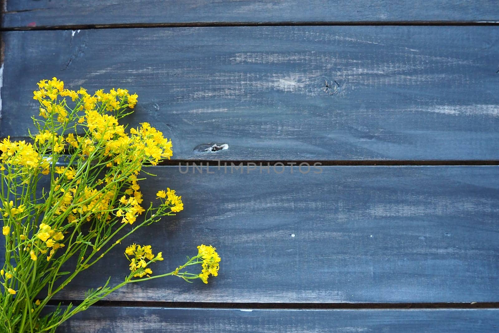 Yellow rapeseed flowers collected in a bunch or bouquet on wooden background. Wildflowers are arranged neatly on the table. Copy space and still life. Free space for text. Brassica napus Cabbageaceae