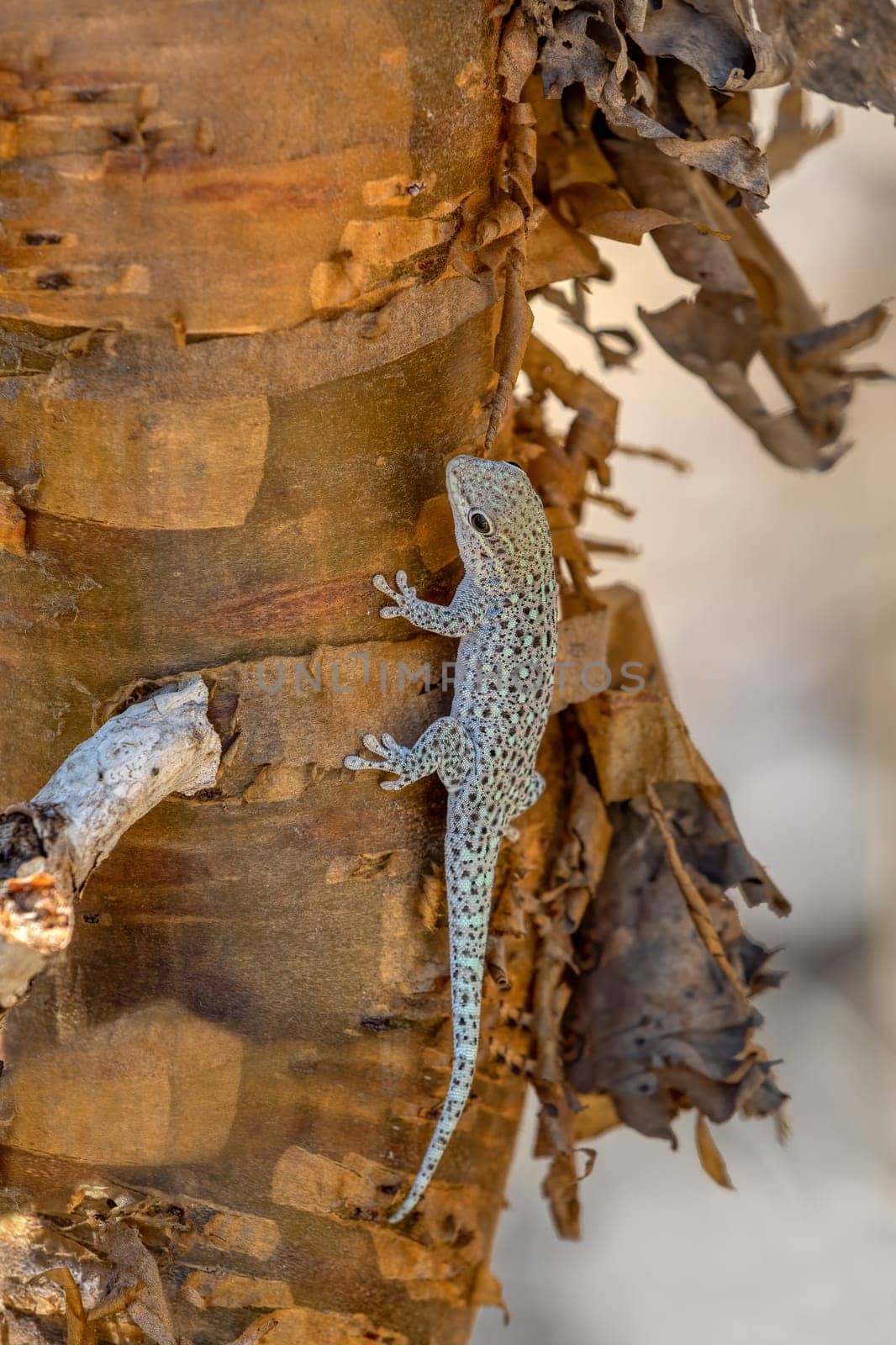 Phelsuma breviceps is a diurnal species of gecko that is native to south-west Madagascar and typically dwells on trees and bushes, Arboretum d'Antsokay. Madagascar wildlife animal