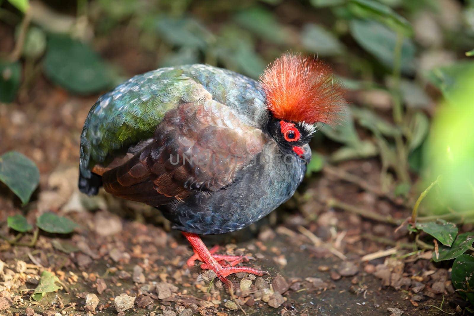 An ostrich quail, (Rollulus rouloul) roams the bushes.