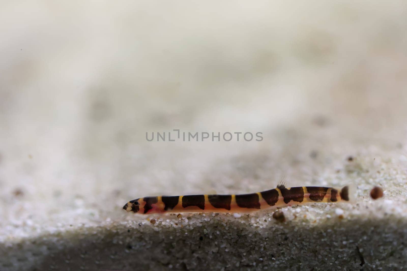 Spotted spiny loach, portrait of a spiny loach at the aquarium bottom. They are nocturnal.