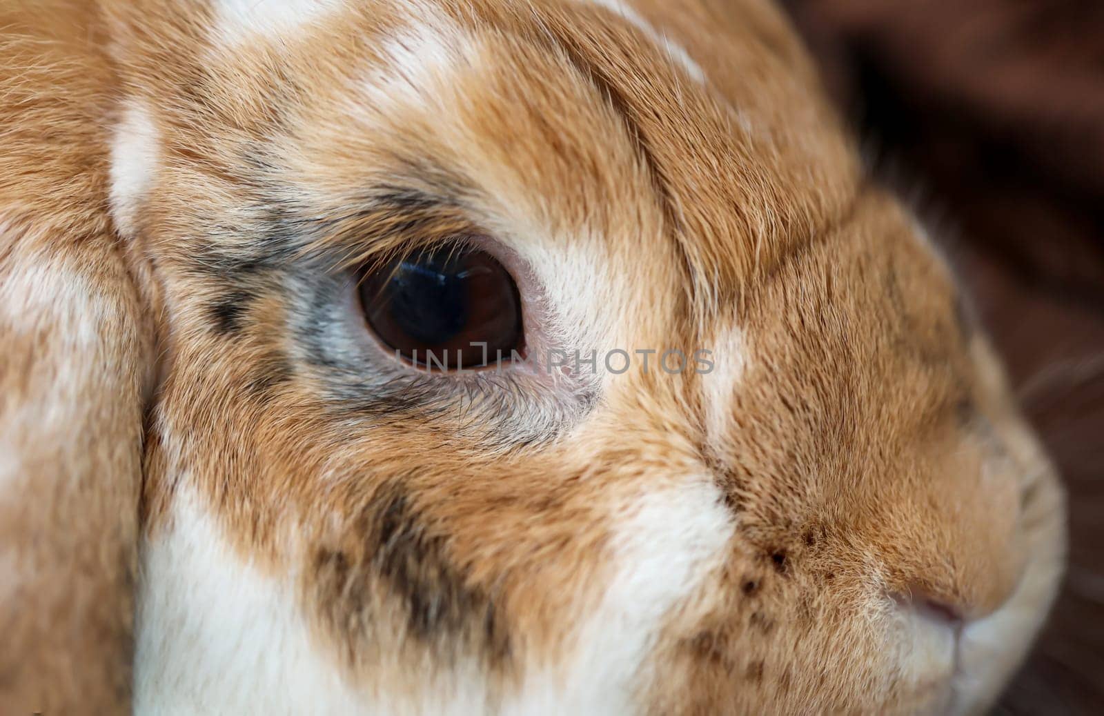 A portrait, or close-up, of a dwarf rabbit.