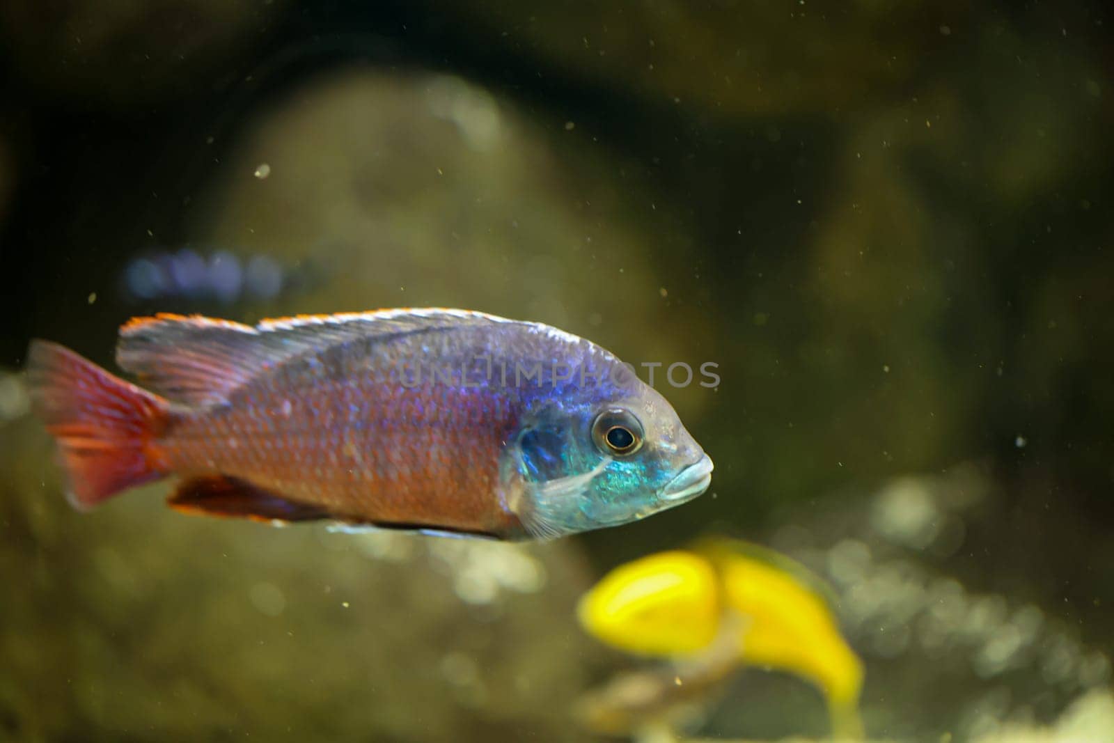 Poprtrait of Malawi cichlid, freshwater fish in aquarium.