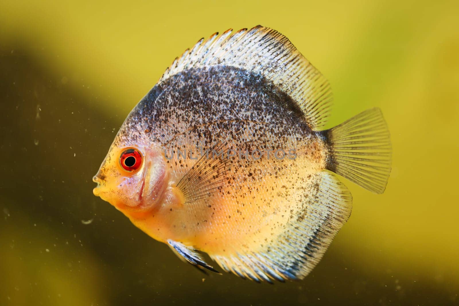 Portrait, close up of discus fish. Discus in aquarium. Amazon tank.