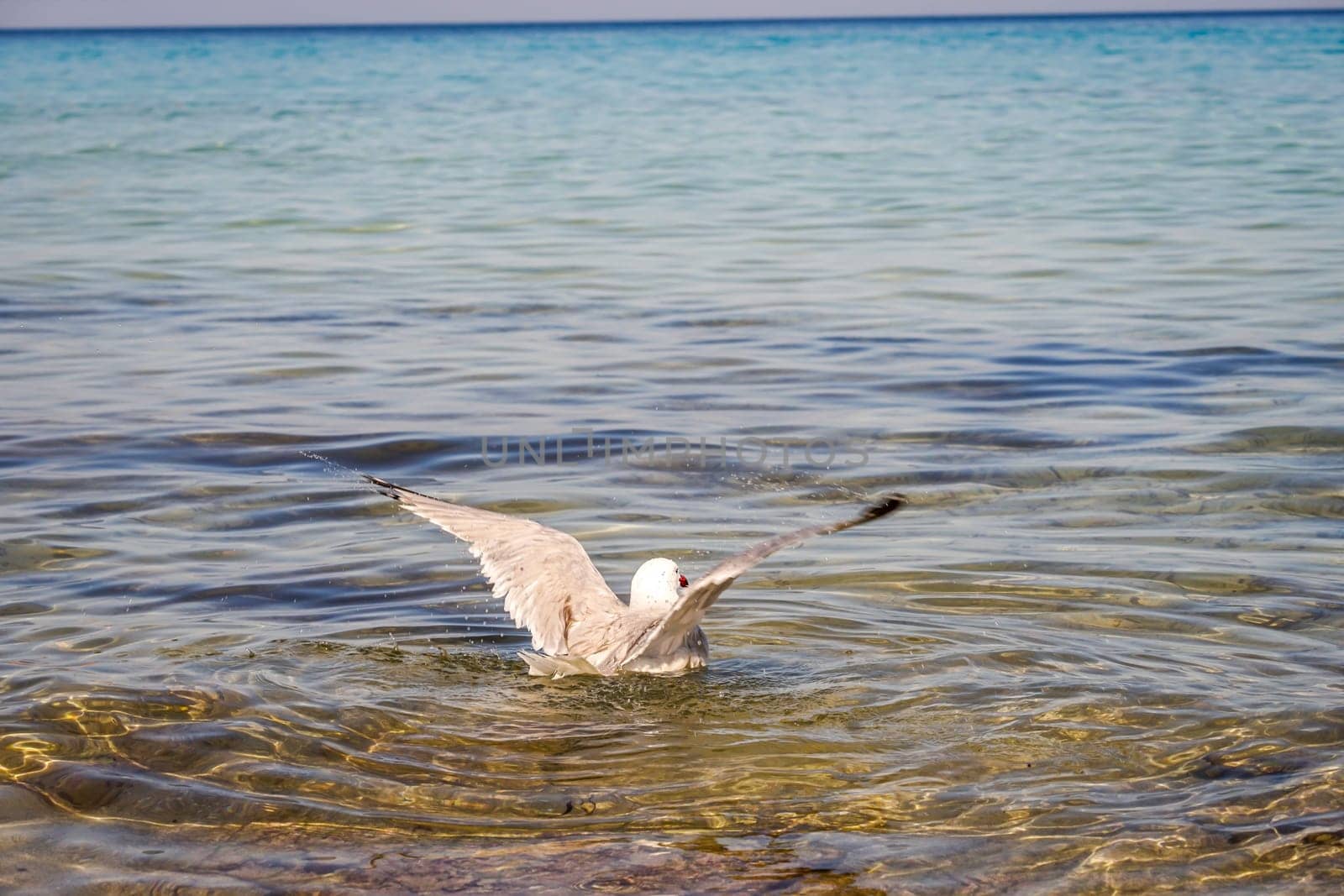 Portrait of seagulls at the sea, on the Atlantic Ocean.