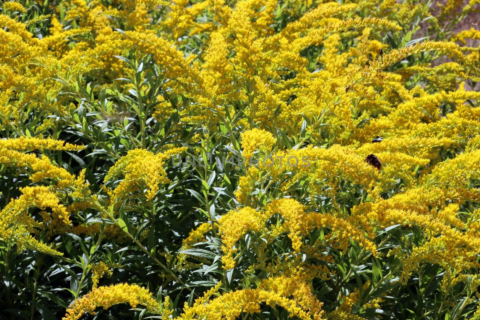Goldrute (Solidago caesia) im Botanischen Garten, Nordrhein-Westfalen, Deutschland, Bonn