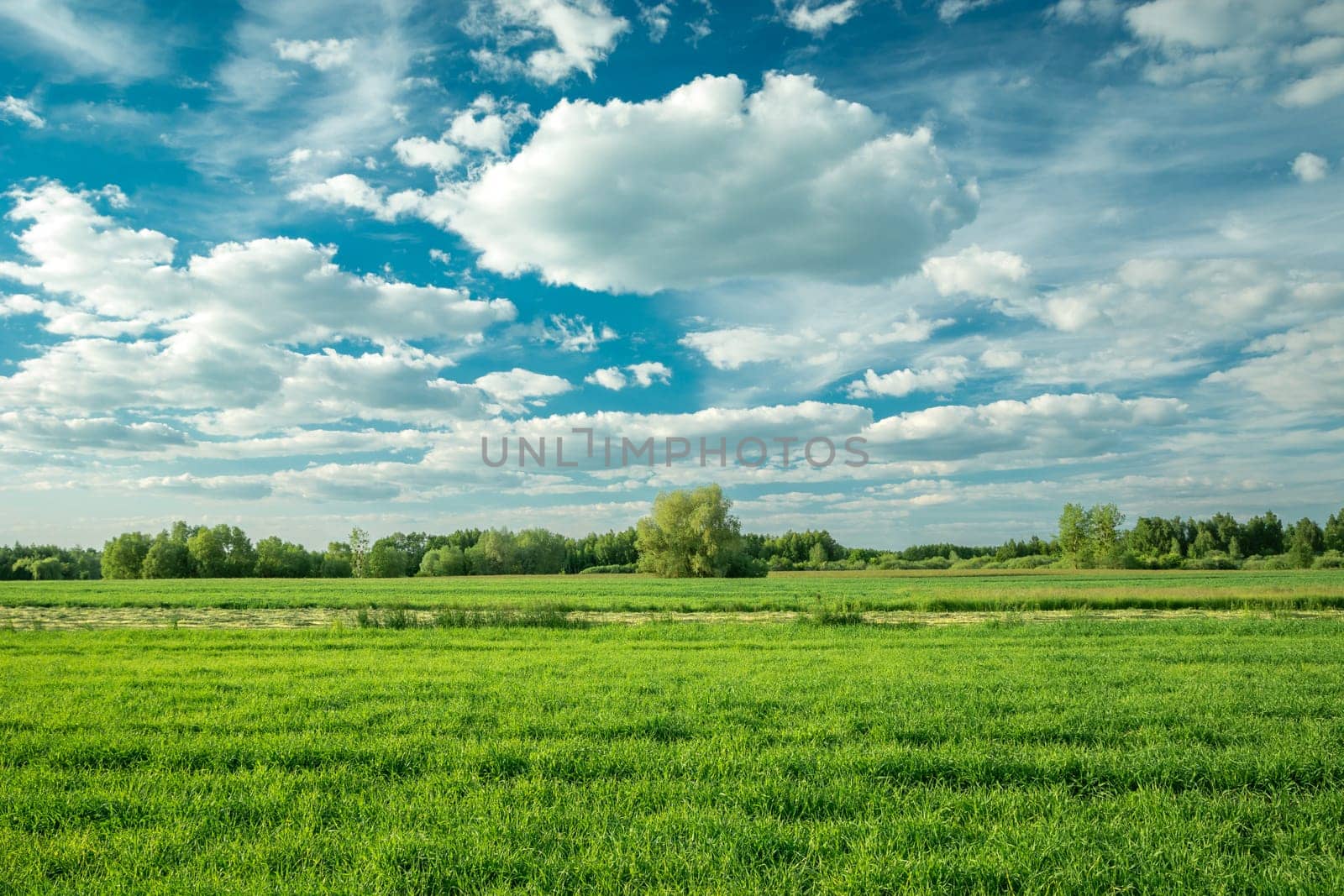 Green field and white clouds on a blue sky, summer day