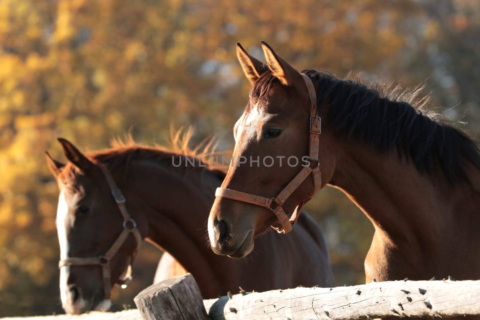 Mares in the pasture on a sunny morning.