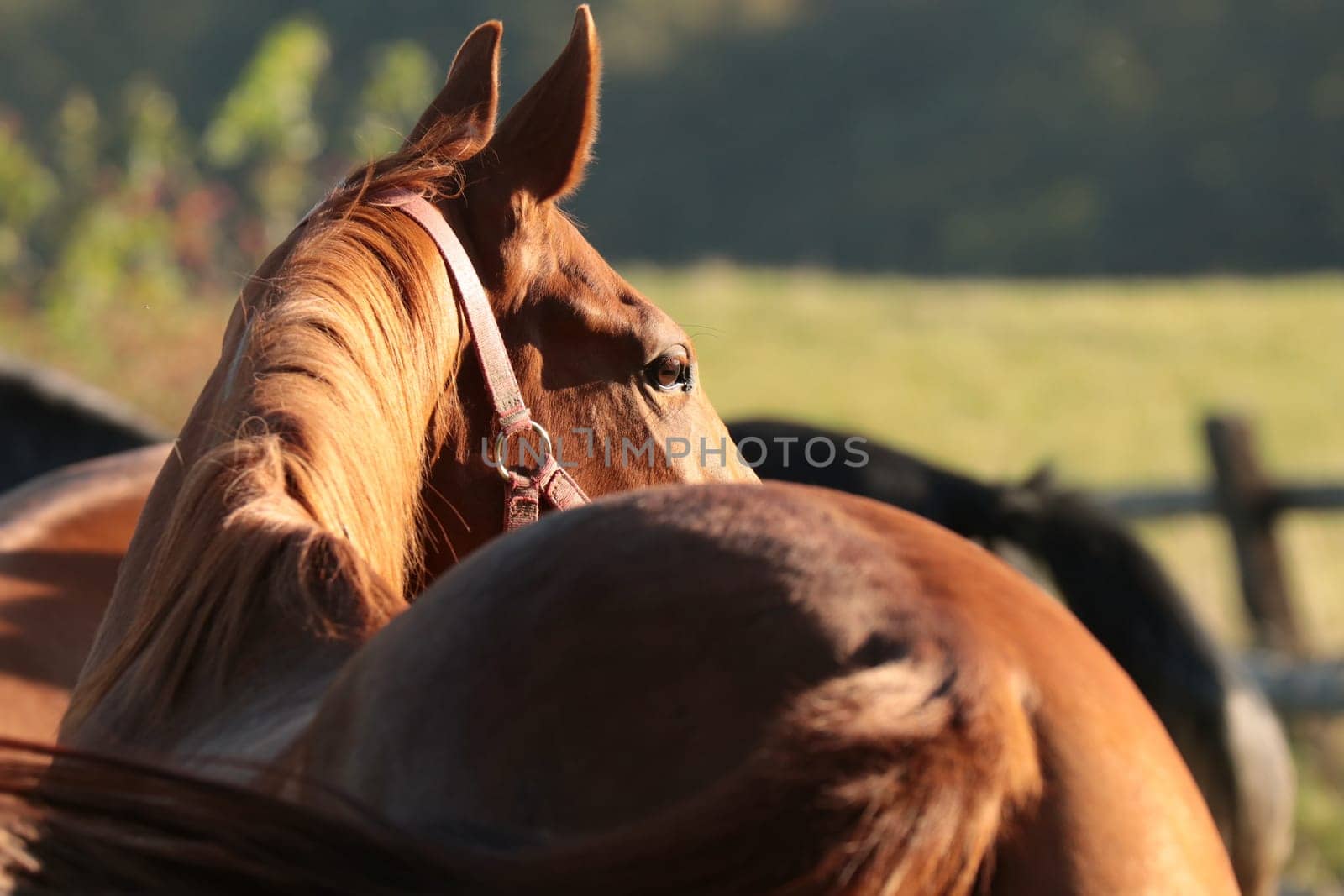 Mare in the pasture on a sunny morning.