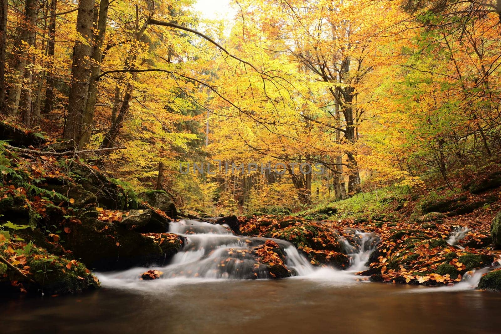Forest stream flowing down from the mountains.