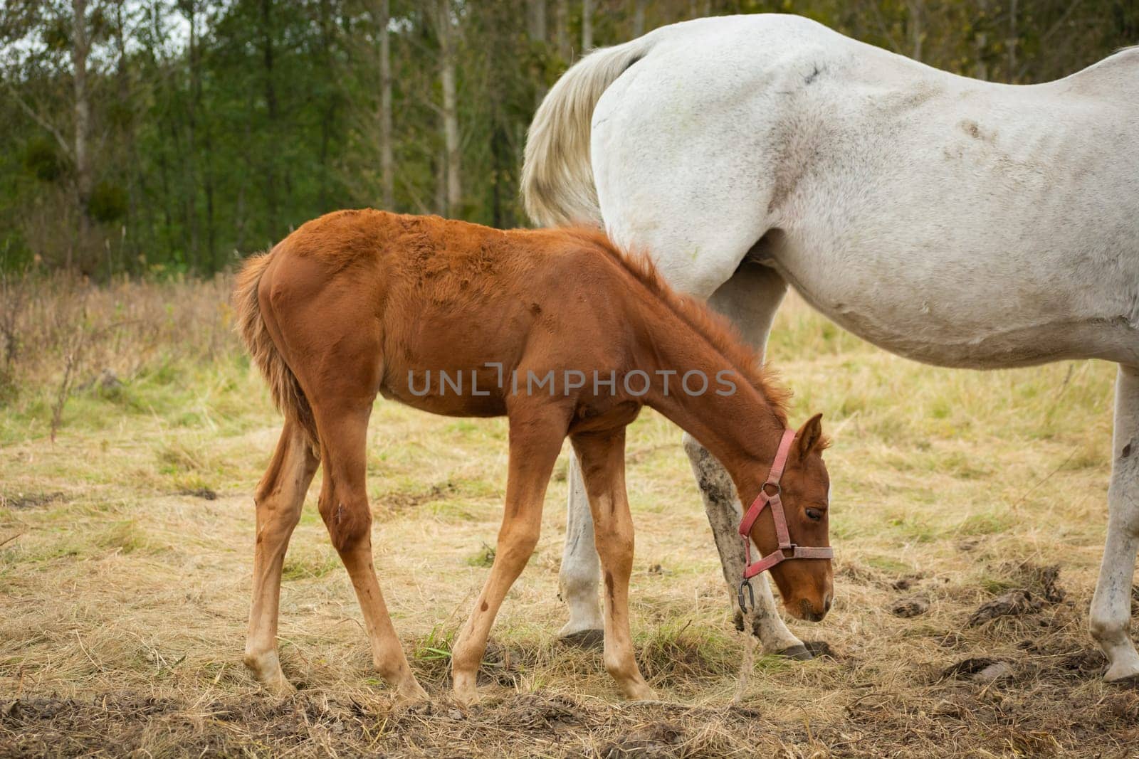 Brown foal with white mother in the pasture, horses on the meadow