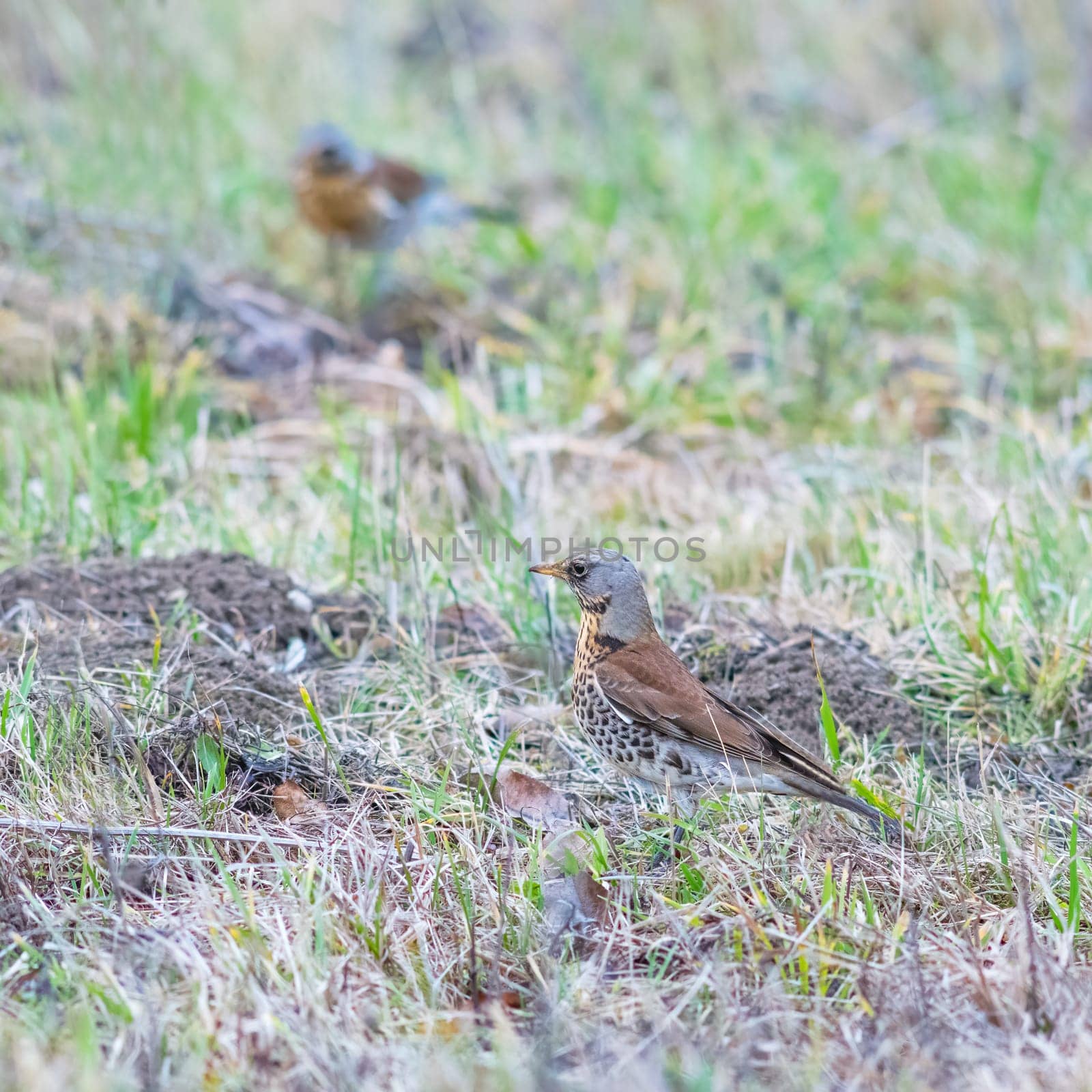 Fieldfare (Turdus pilaris) in a biotope in a meadow