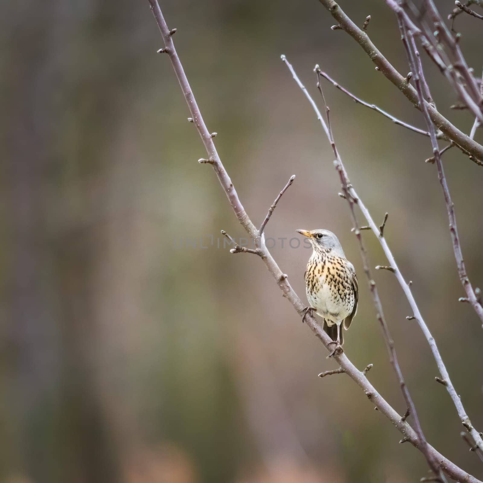 Song trush turdus philomelos perched on a branch