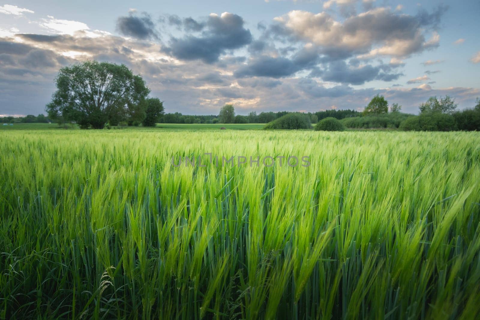 Green barley field and the evening cloudy sky