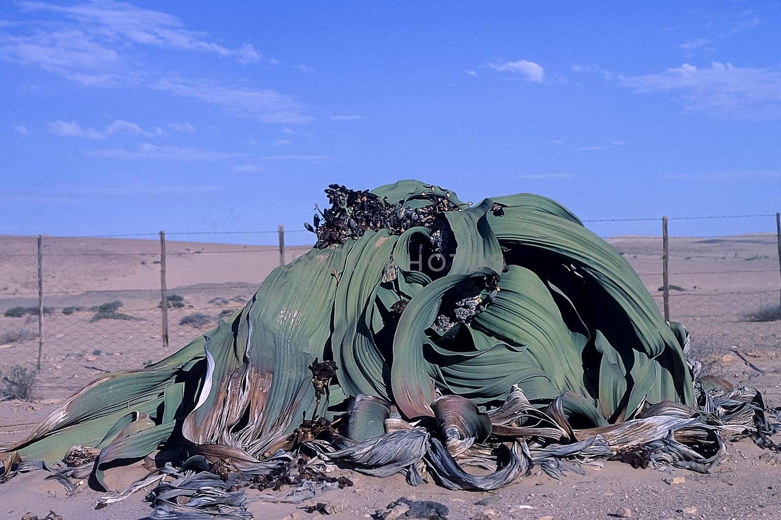 Africa, Namibia, Erongo, Namib Naukluft Park, Welwitschia Mirabilis