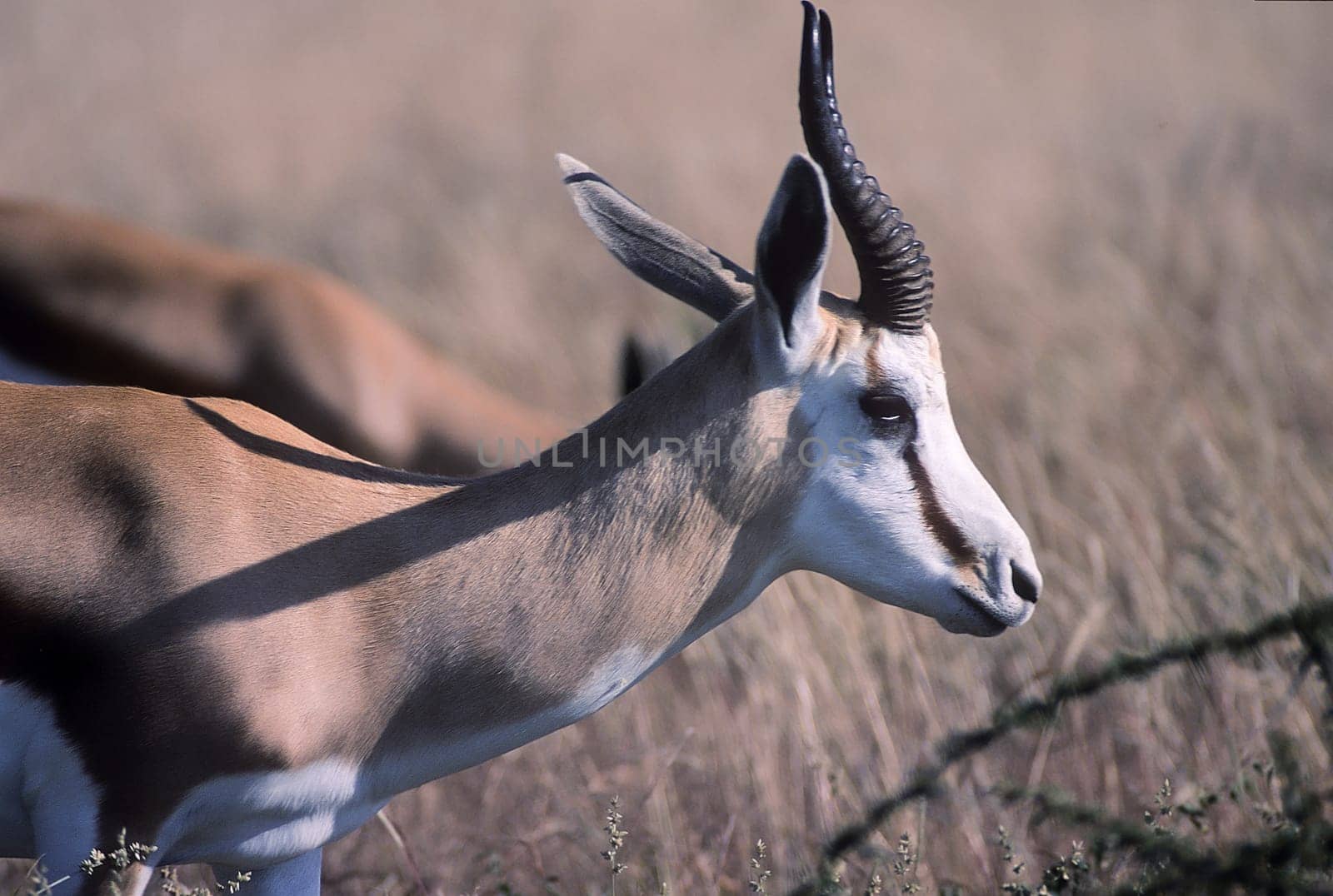 Springbok, (Antidorcas marsupialis), Africa, Namibia, Oshikoto, Etosha National Park