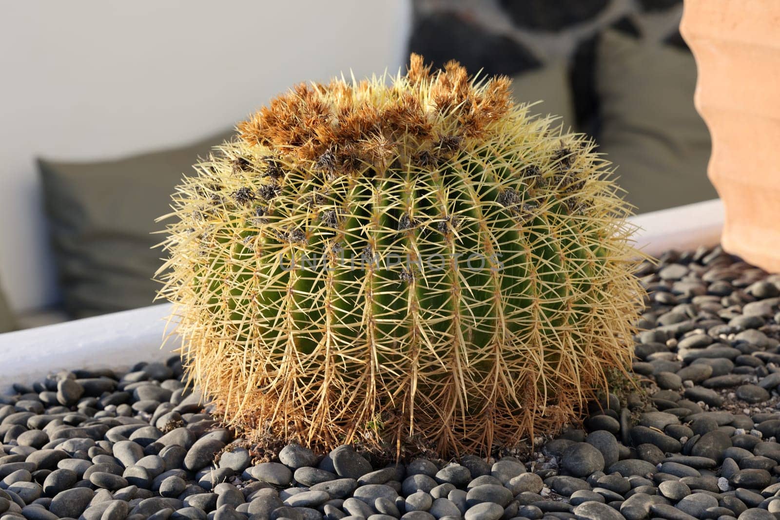 Close-up of cacti growing in a flower bed in Santorini.