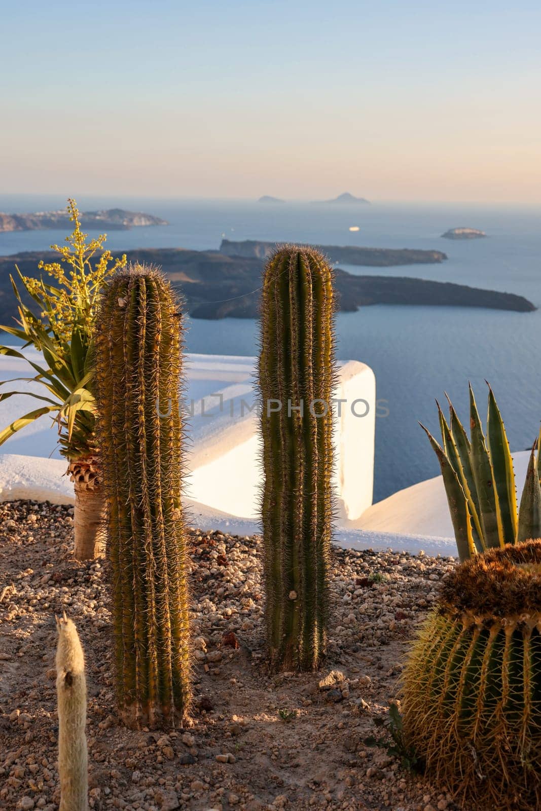 Close-up of cacti and aloes growing in a flower bed in Santorini. Caldera on background. Aegean sea
