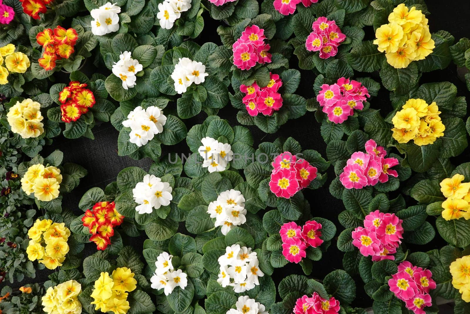 verschiedenfarbige Primeln (Primula spec.) im Baumarkt