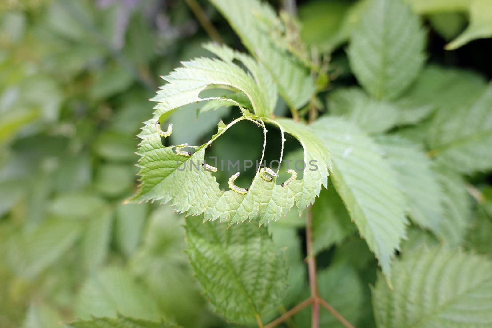 Blattwespen-Larven (Tenthredinidae) fressen die Blätter eines Wald-Geissbart (Aruncus dioicus)