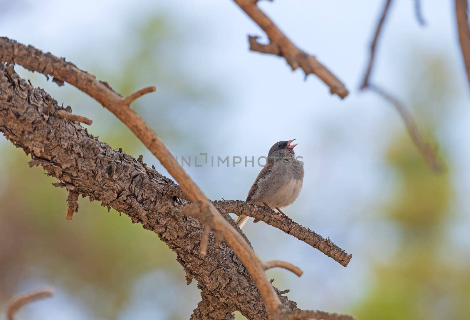 Oregon Junco Singing in the Trees in Bryce Canyon National Park in Utah