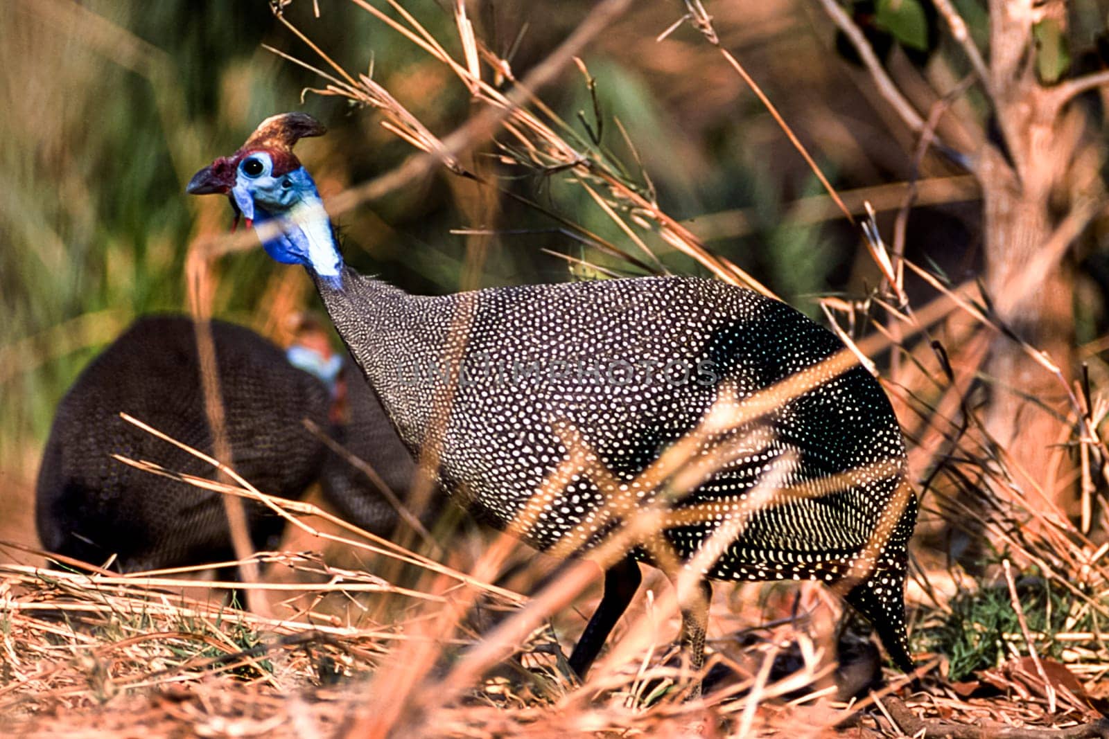 Helmeted Guineafowl, (Numida meleagris), Kruger National Park, Mpumalanga, South Africa, Africa