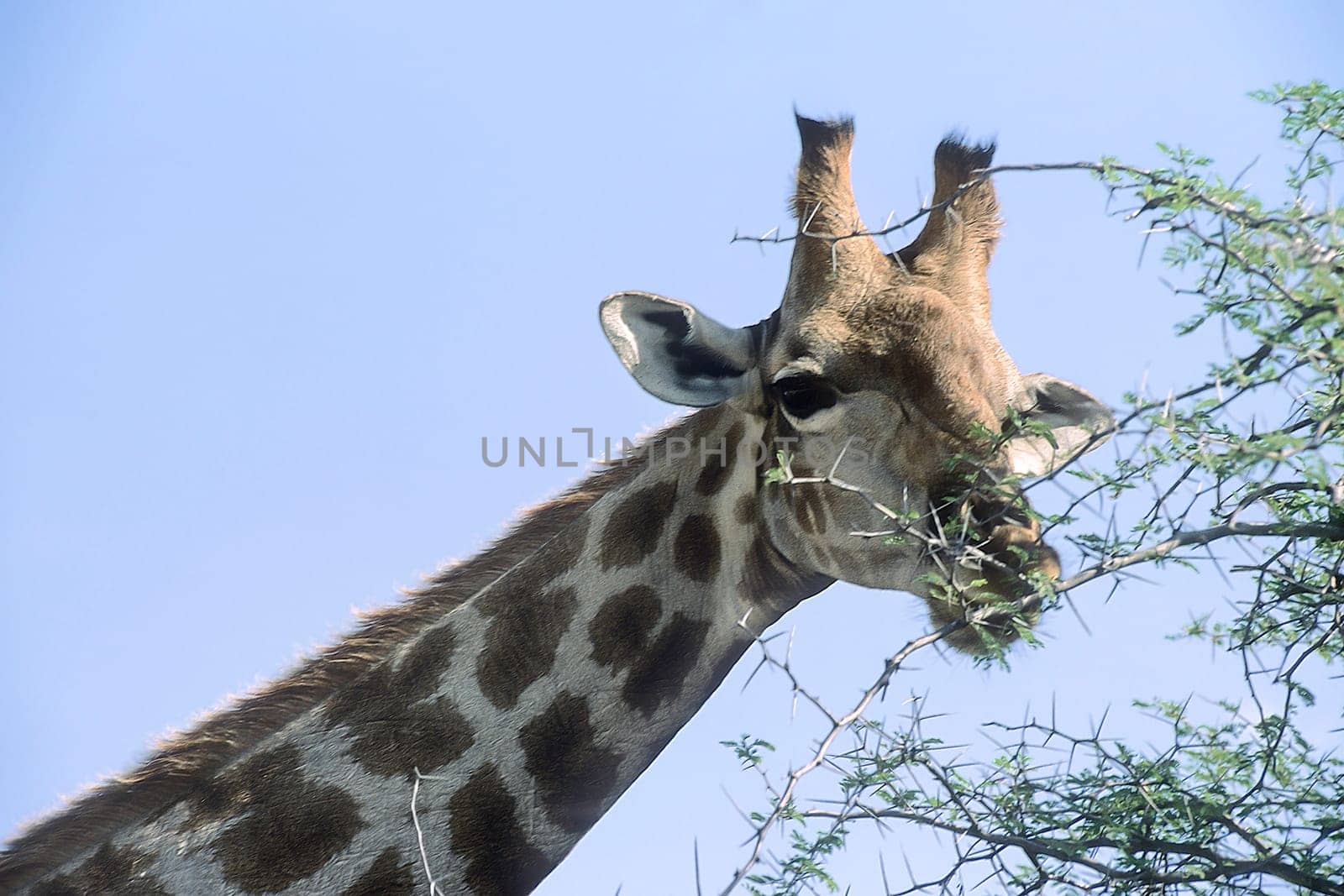 Giraffe, (Giraffa camelopardalis), Africa, Namibia, Oshikoto, Etosha National Park