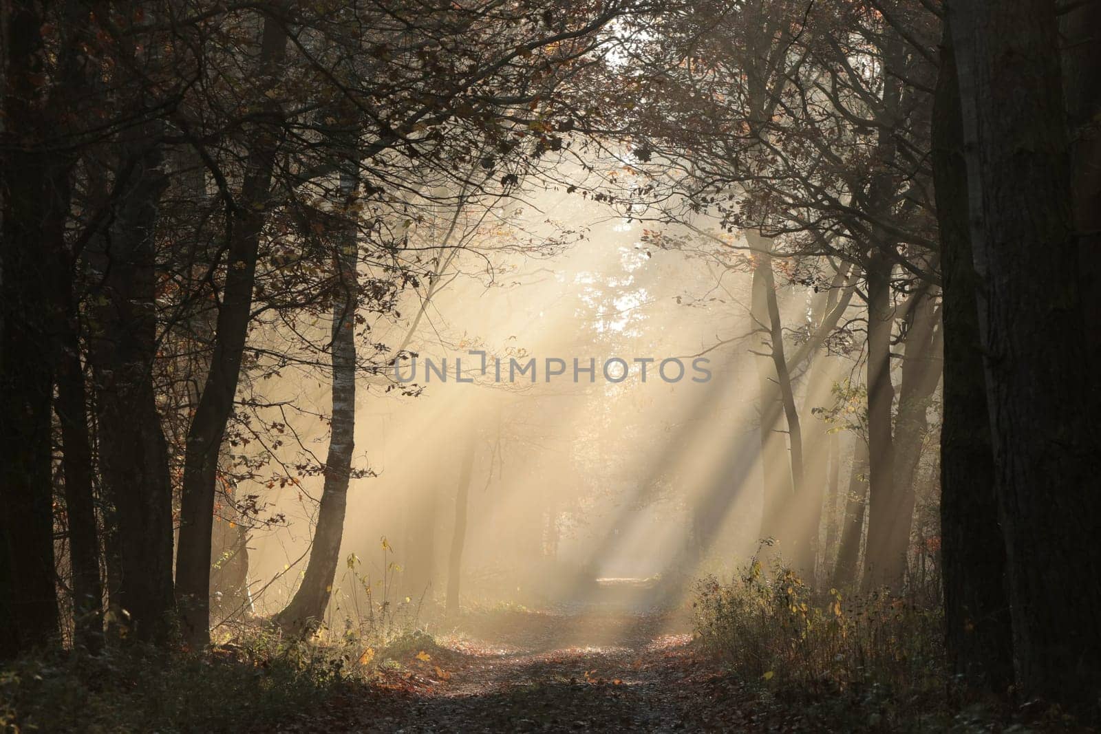 A path through a fairytale autumn forest on a foggy morning in mid-November.