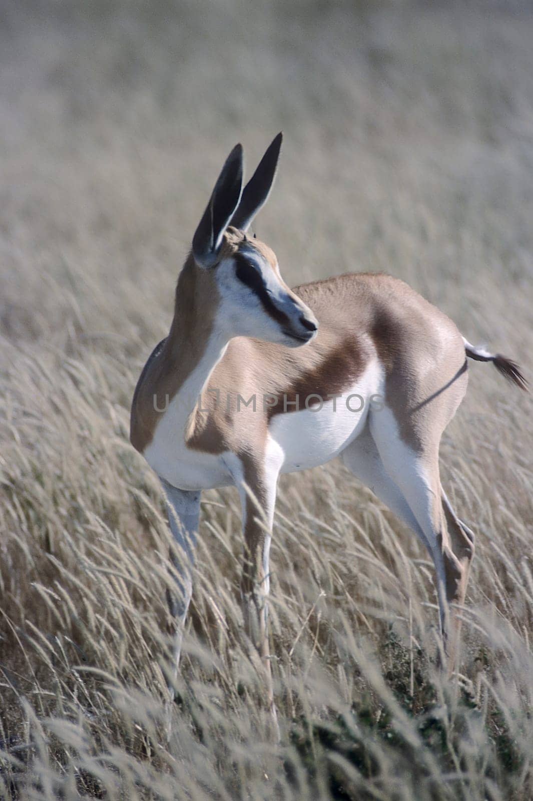 Springbok, (Antidorcas marsupialis), Africa, Namibia, Oshikoto, Etosha National Park