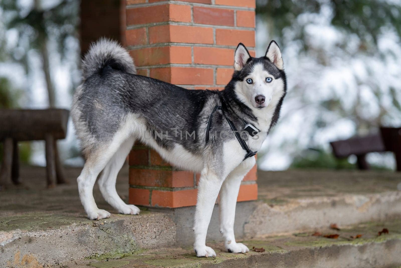A dog breed Husky stands on stairs and looking far away