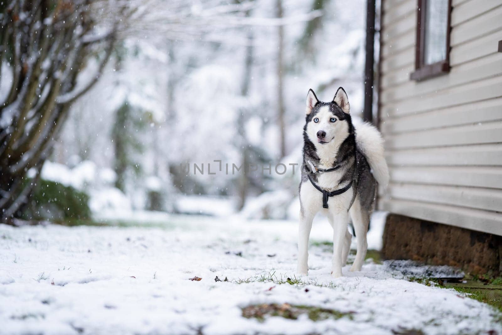 A dog breed Husky stands near the house and looks to me