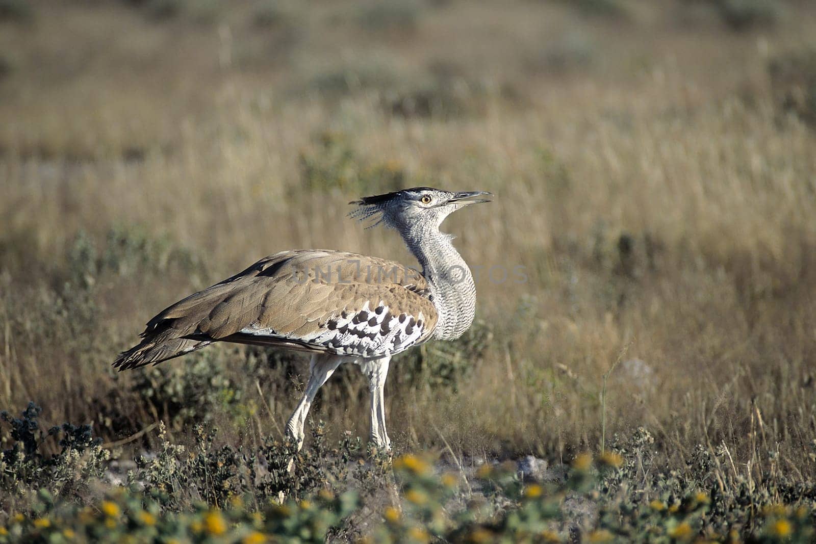 Kori Bustard, (Ardeotis kori), Africa, Namibia, Oshikoto, Etosha National Park