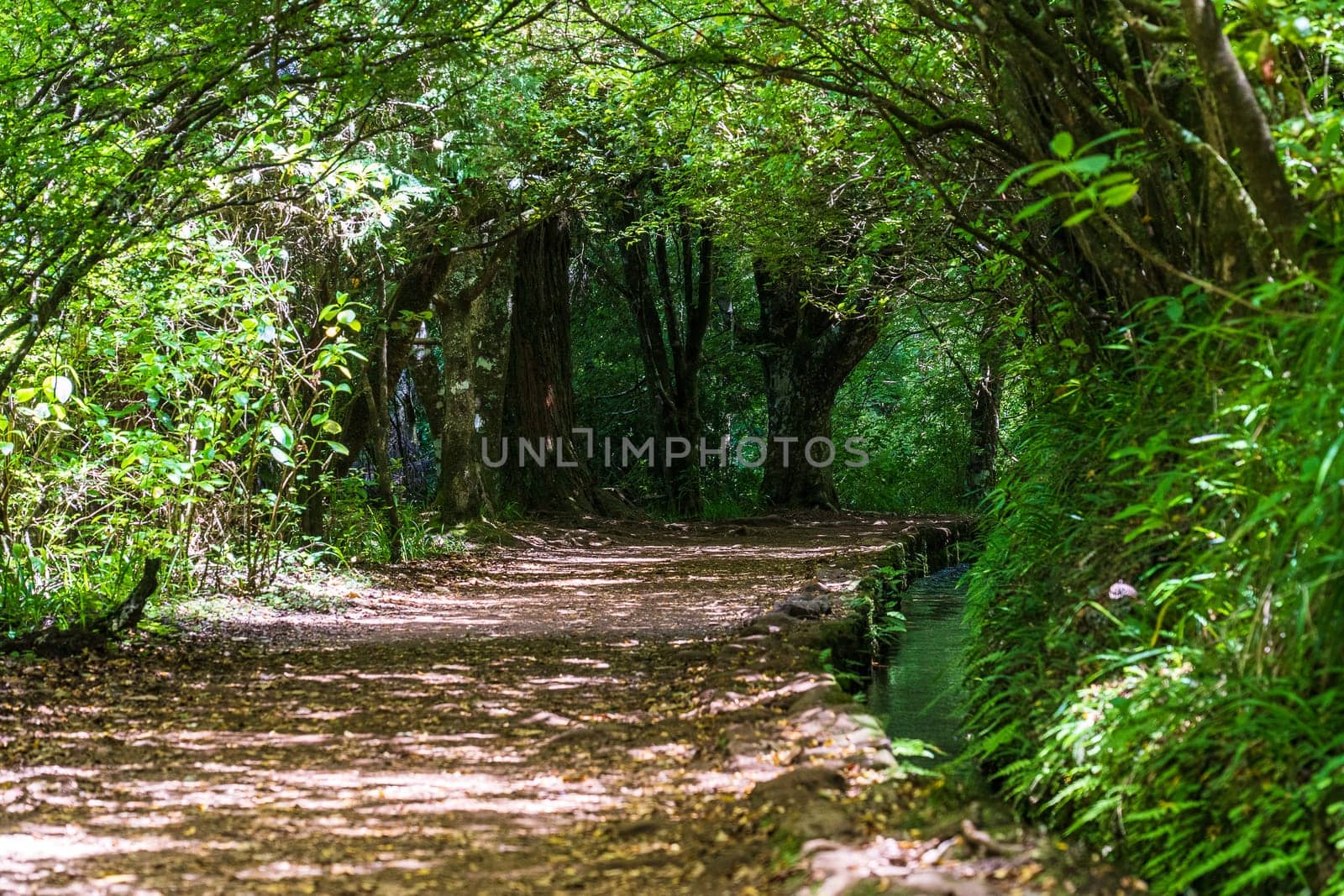 Hiking path in the forest in Levada do Caldeirao Verde Trail, Madeira island, Portugal.