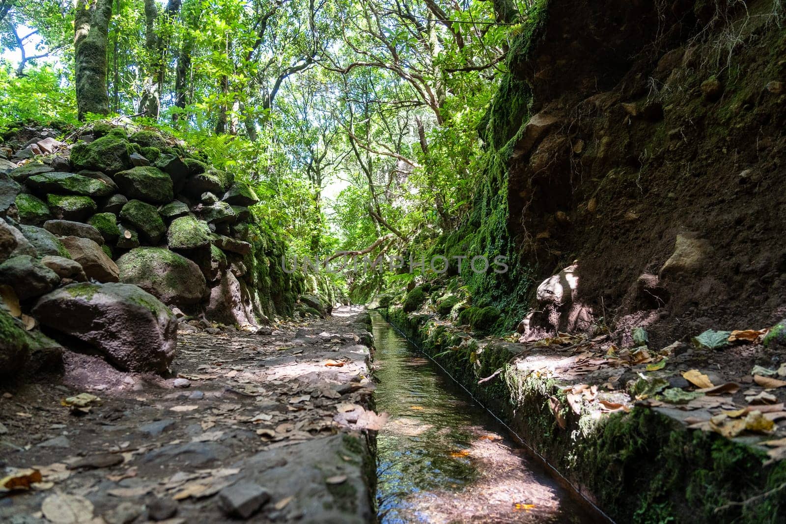 Hiking path in the forest in Levada do Caldeirao Verde Trail, Madeira island, Portugal.