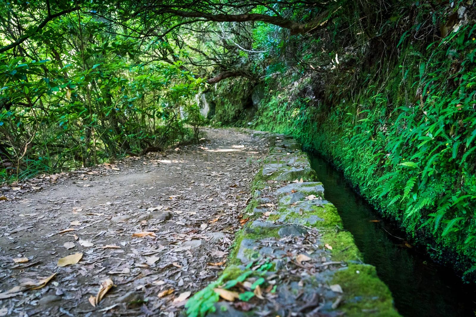 Hiking path in the forest in Levada do Caldeirao Verde Trail, Madeira island, Portugal.