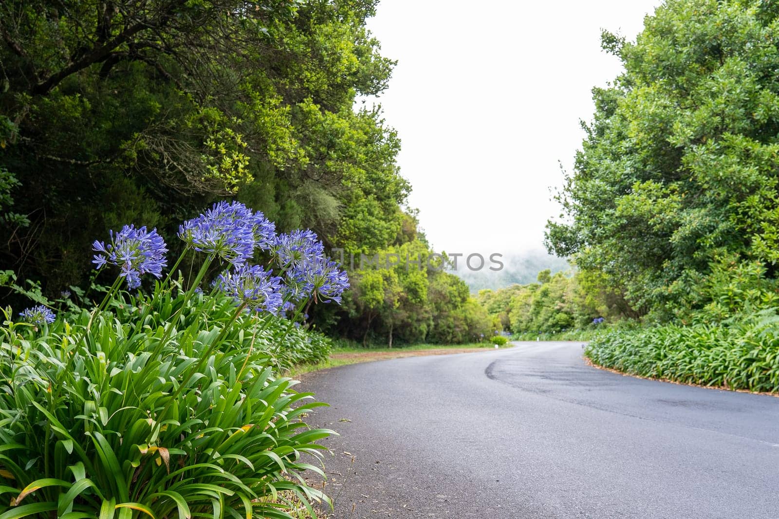 Agapanthus with blue blossom near the road in Madeira island.