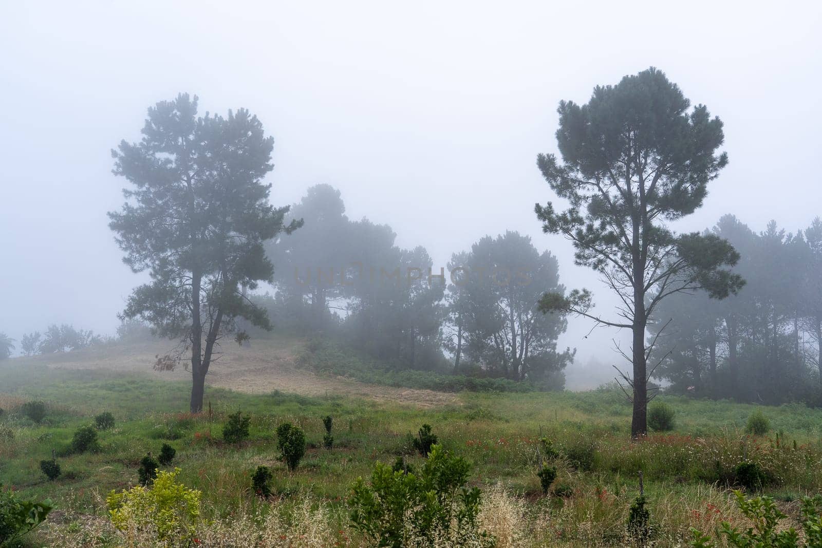 Two pines in field at the evening mist. Madeira island, Portugal.